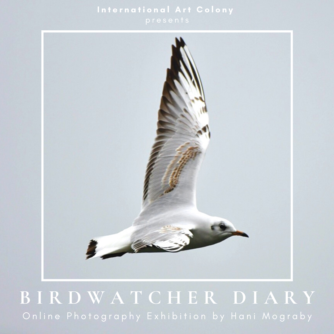 Hani-Hans Mograby: Birdwatcher Diary